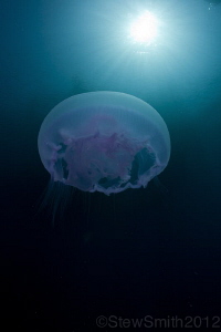 Jelly time by Stew Smith 